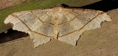 Macaria triplicaria