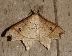 Macaria triplicaria