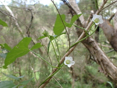 Calystegia marginata