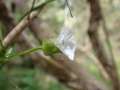 Calystegia marginata