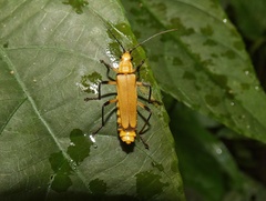 Chauliognathus cinguliventris