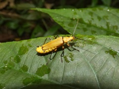 Chauliognathus cinguliventris