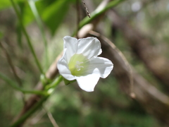 Calystegia marginata