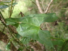 Calystegia marginata