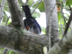 Turdus aurantius