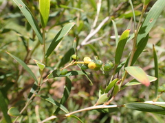 Leucopogon australis