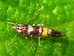 Cosmopterix