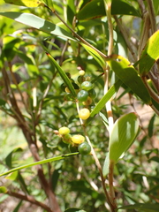 Leucopogon australis