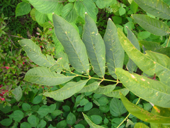 Toxicodendron vernicifluum