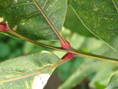 Toxicodendron vernicifluum