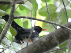 Turdus aurantius