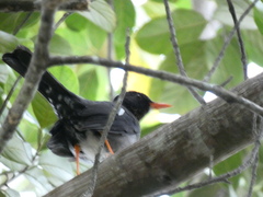 Turdus aurantius