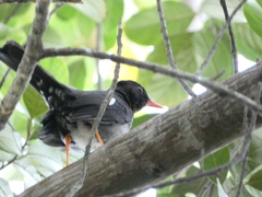 Turdus aurantius