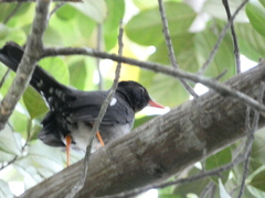 Turdus aurantius