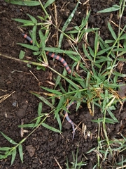 Geophis semidoliatus