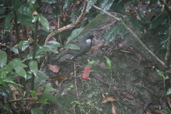 Pterorhinus chinensis