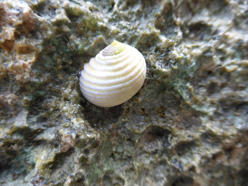 Pleated Nerite