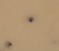 Thermonectus nigrofasciatus nigrofasciatus