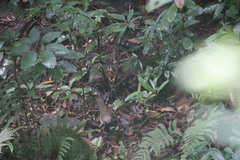 Pterorhinus chinensis