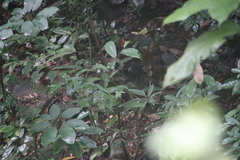 Pterorhinus chinensis