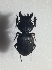 Pasimachus intermedius