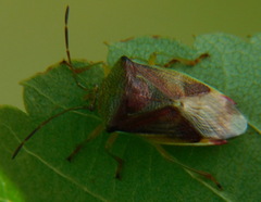 Elasmostethus interstinctus