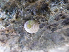 Nerita plicata