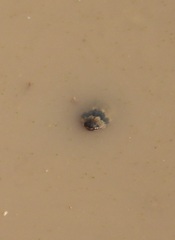 Thermonectus nigrofasciatus nigrofasciatus