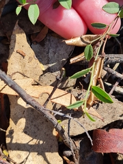 Bossiaea prostrata
