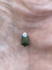 Thyanta pallidovirens