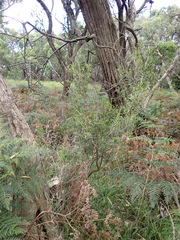 Leucopogon australis
