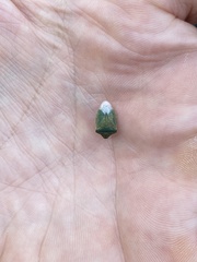 Thyanta pallidovirens