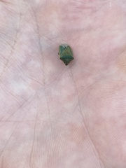 Thyanta pallidovirens