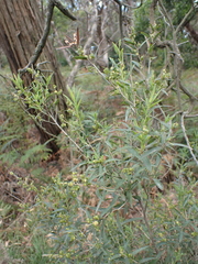 Leucopogon australis