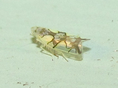 Protalebrella conica