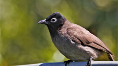 Pycnonotus xanthopygos