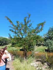 Gleditsia triacanthos
