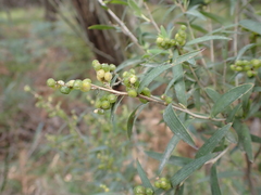 Leucopogon australis