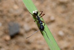 Camponotus suffusus bendigensis