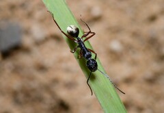 Camponotus suffusus bendigensis