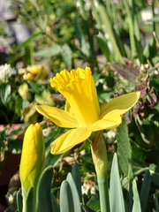 Narcisseae
