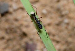 Camponotus suffusus bendigensis