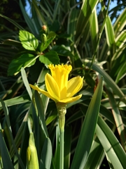 Narcisseae