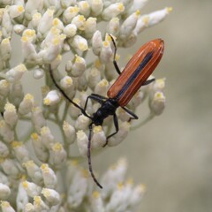 Stenoderus suturalis