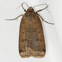 Abagrotis alternata