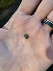 Thyanta pallidovirens