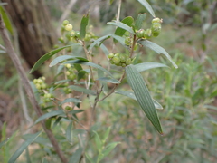 Leucopogon australis