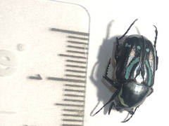 Chlorobapta frontalis