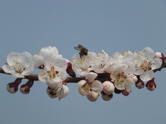 Prunus armeniaca
