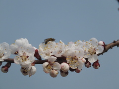 Prunus armeniaca